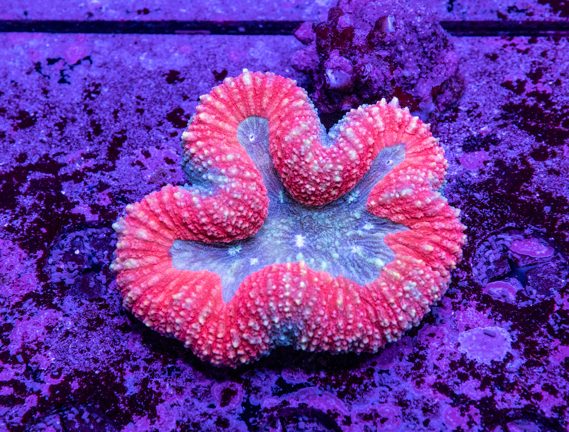 AMA Acro Frag #333