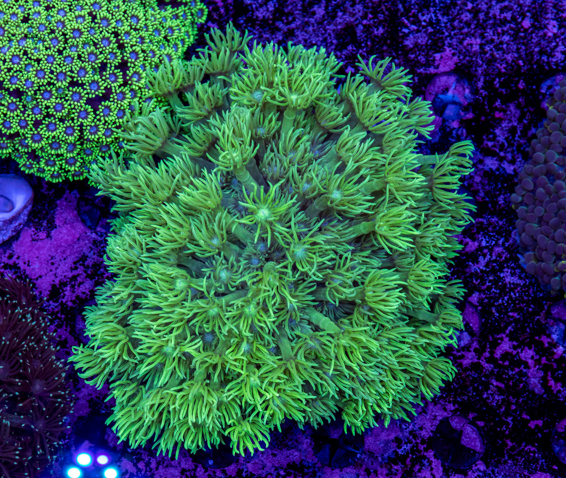 AMA Acro Frag #343