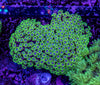 Goniopora