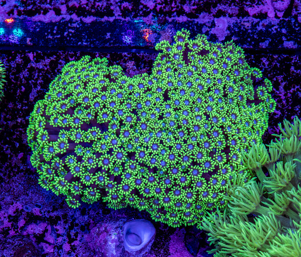 Goniopora