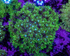 Goniopora