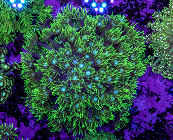 Goniopora