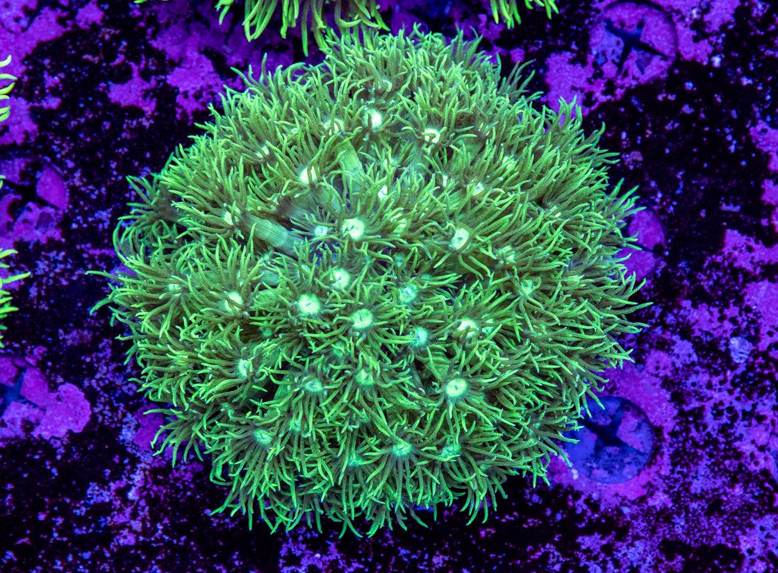 AMA Acro Frag #363 Pink Cadillac