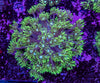 Goniopora