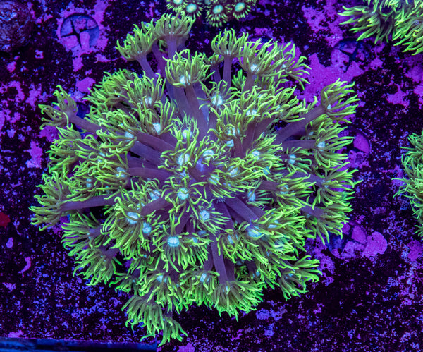 Goniopora
