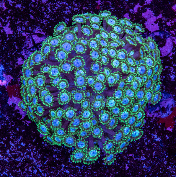 Goniopora