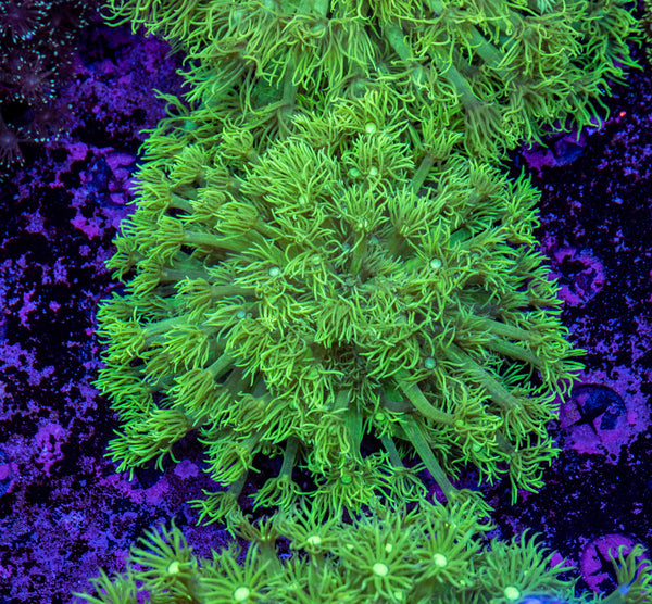 Goniopora