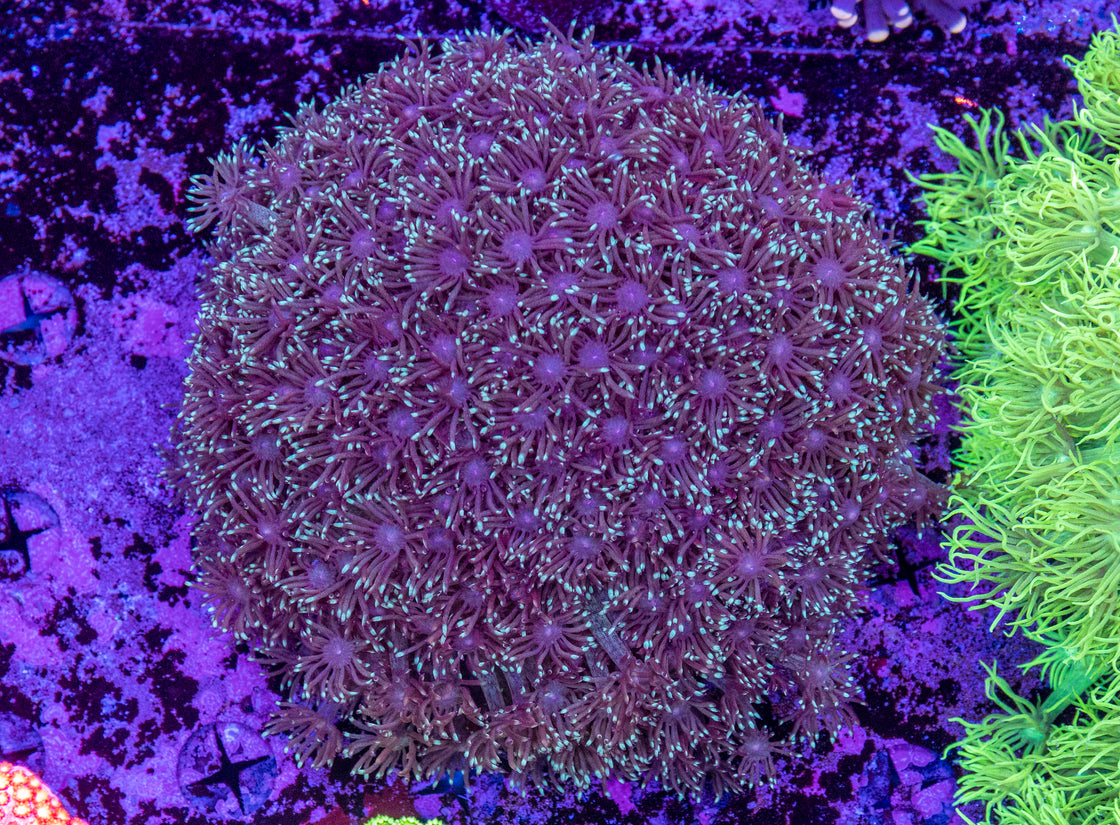 AMA Acro Frag #372