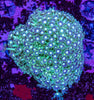 Goniopora