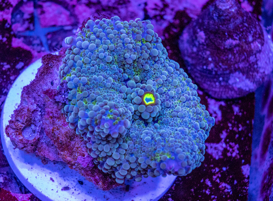 AMA Acro Frag #382 Pink Cadillac