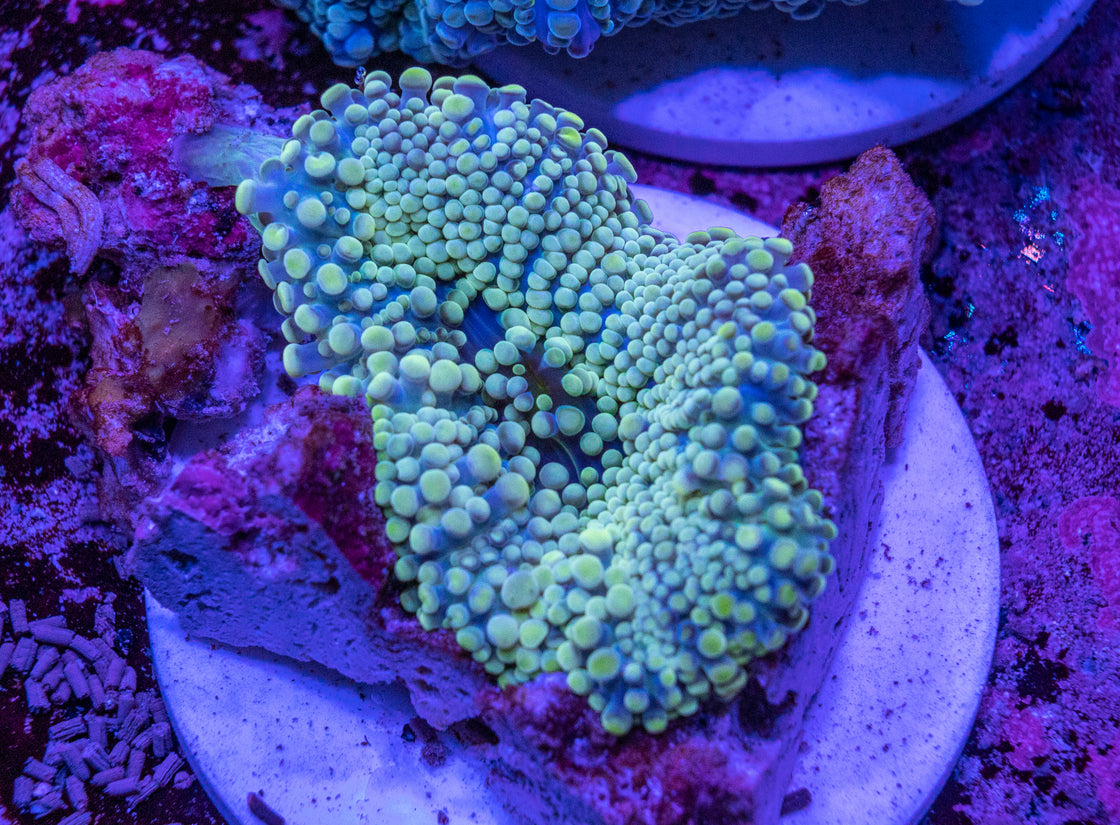 AMA Acro Frag #398