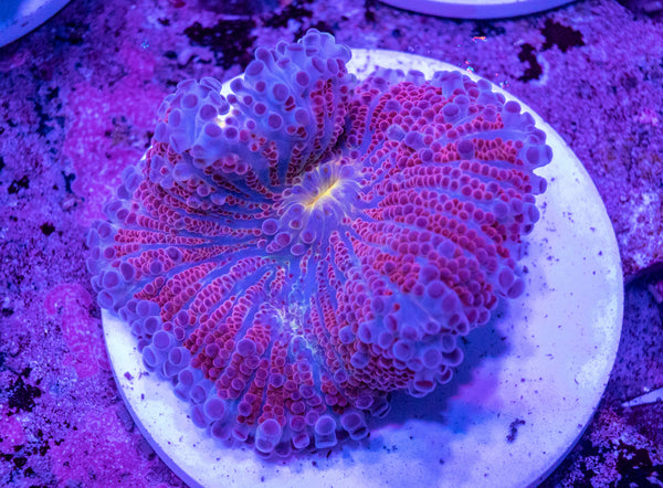 Ricordea