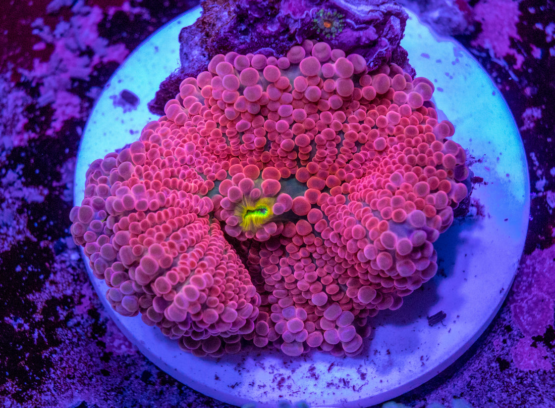 AMA Acro Frag #387