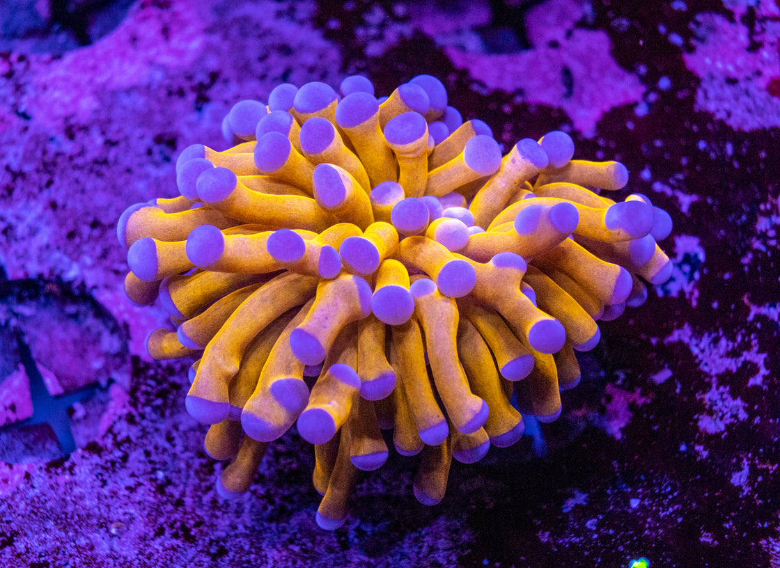 AMA Acro Frag #388