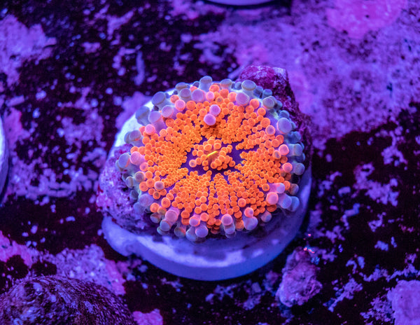 Ricordea