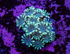 Alveopora Frag