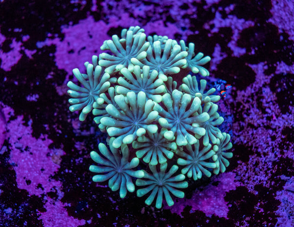 Alveopora Frag