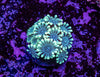 Alveopora Frag