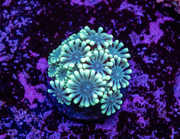 Alveopora Frag