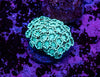 Alveopora Frag