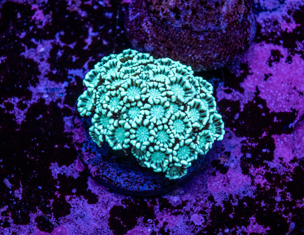 Alveopora Frag