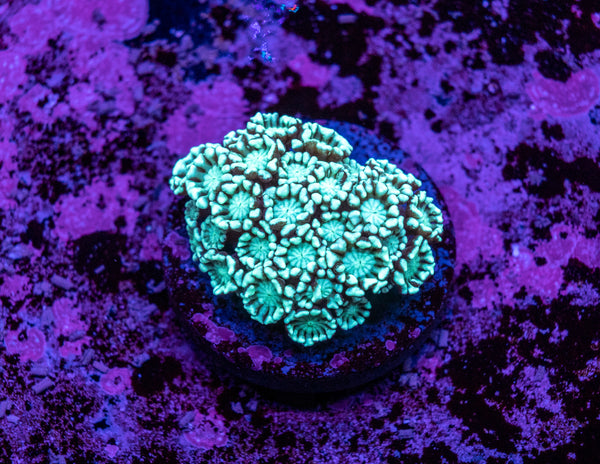 Alveopora Frag