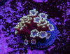 Alveopora Frag
