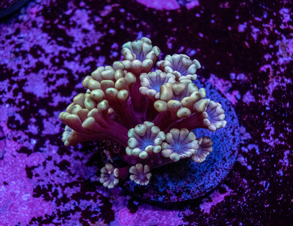 Alveopora Frag