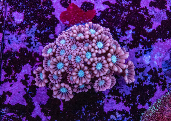 Alveopora Frag