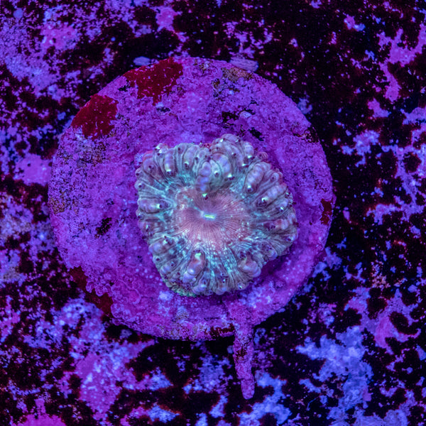 Blastomussa