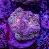 Blastomussa