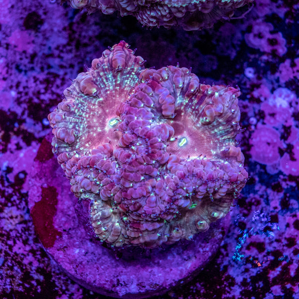 Blastomussa