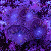 Blastomussa
