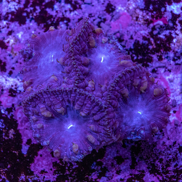 Blastomussa