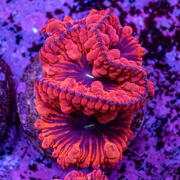 Blastomussa