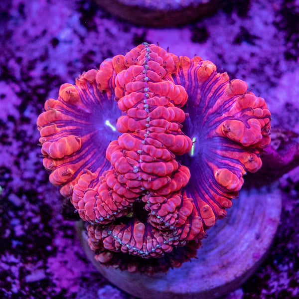 Blastomussa
