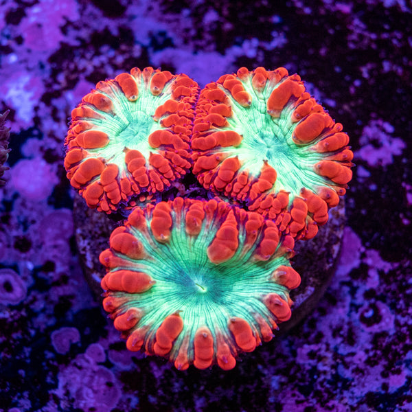 Blastomussa