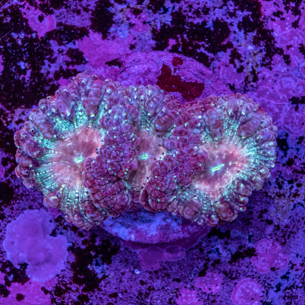 Blastomussa