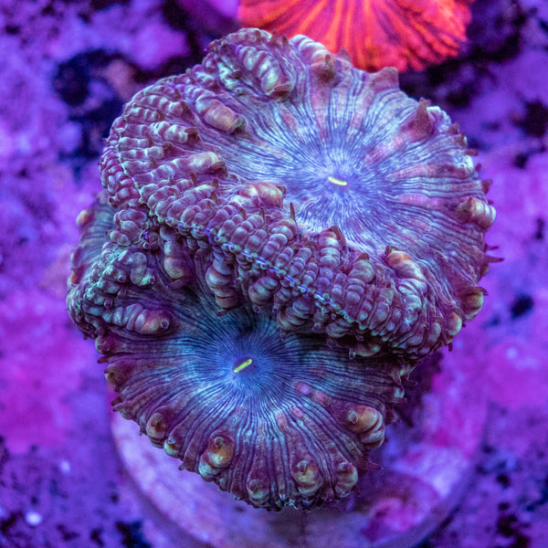 Blastomussa