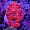 Blastomussa