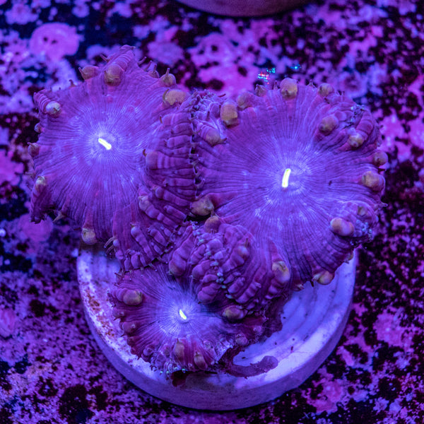 Blastomussa