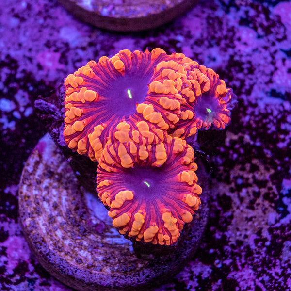 Blastomussa