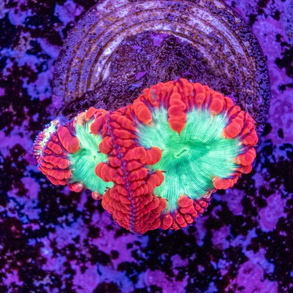 Blastomussa