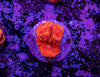 Blastomussa