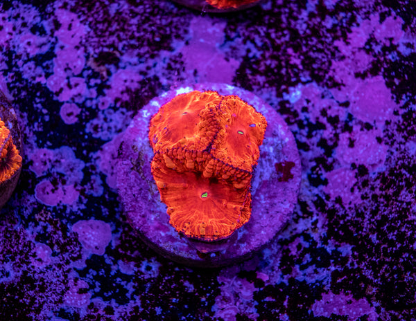 Blastomussa