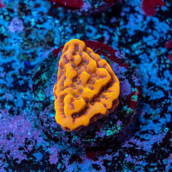 Pheonix Montipora