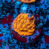Pheonix Montipora