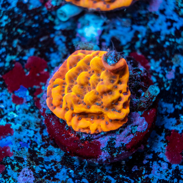 Pheonix Montipora