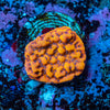 Pheonix Montipora
