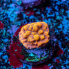 Pheonix Montipora